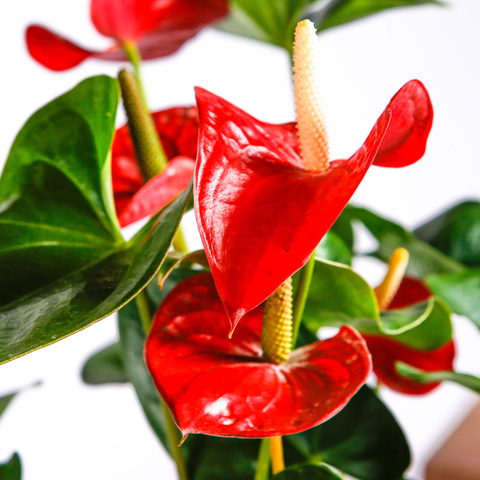 Red Anthurium