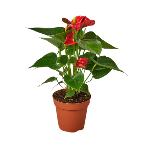 Red Anthurium