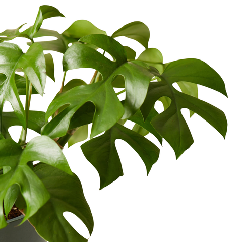 Rhaphidophora tetrasperma (Swiss Cheese)