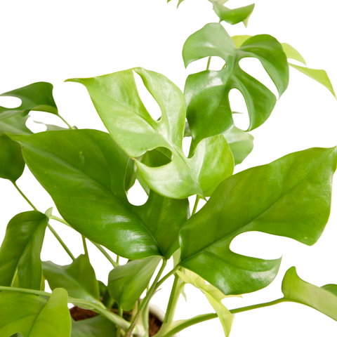 Rhaphidophora tetrasperma (Swiss Cheese)