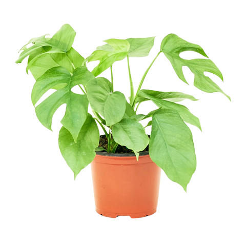 Rhaphidophora tetrasperma (Swiss Cheese)