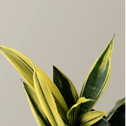 6" Sansevieria ‘Golden Flame’