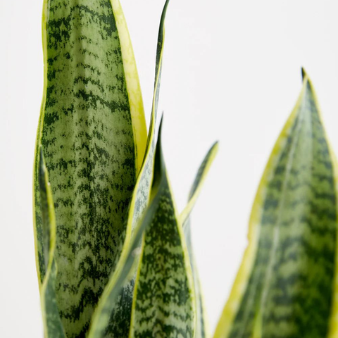Sansevieria Laurentii (Snake Plant)