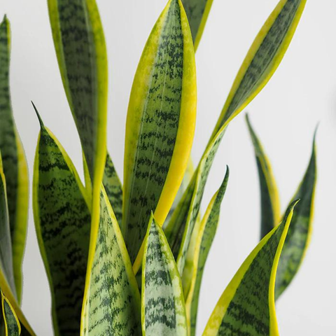 sansevieria braunii Snake Plant (Sansevieria Laurentii)