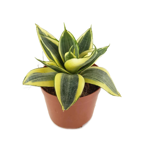 4" Sansevieria ‘Golden Hahnii’