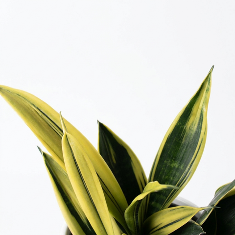 Sansevieria ‘Golden Flame’