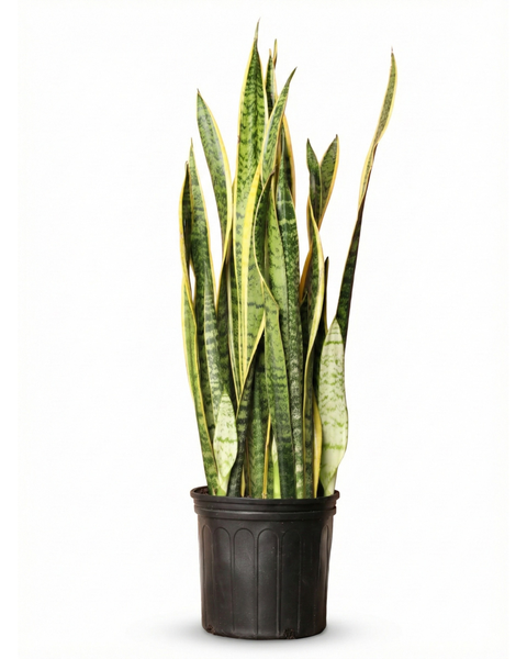Sansevieria Laurentii (Snake Plant)