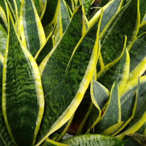 Sansevieria Superba (Snake Plant)
