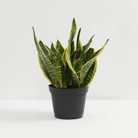 Sansevieria Superba (Snake Plant)
