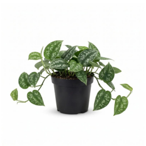 Satin Pothos (Scindapsus pictus ‘Argyraeus’)