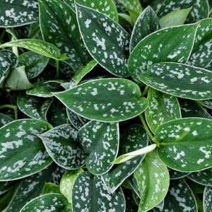 Satin Pothos (Scindapsus pictus ‘Argyraeus’)