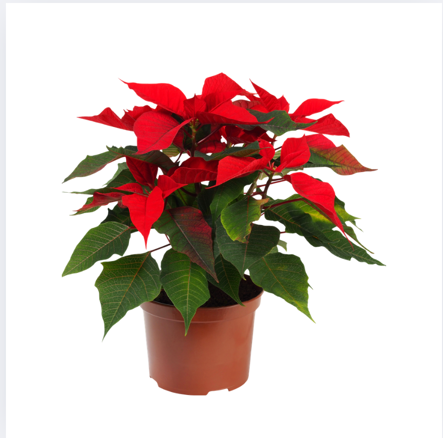 4" Poinsettia Red