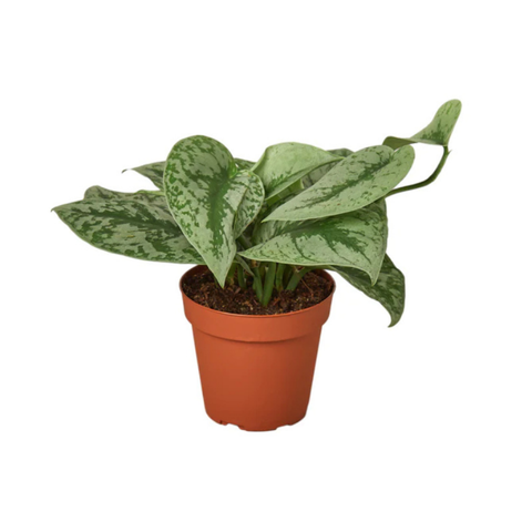 Silver Satin Pothos (Scindapsus pictus)