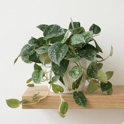 Silver Satin Pothos (Scindapsus pictus)
