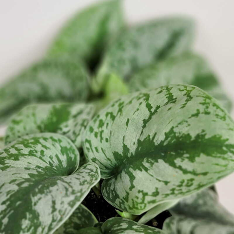 silver satin pothos Silver Satin Pothos (Scindapsus pictus)