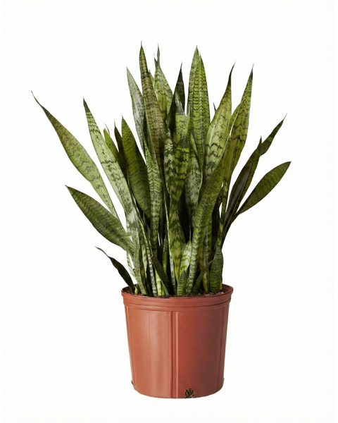 Snake Plant (Sansevieria Black Coral)