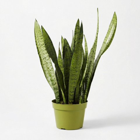 Snake Plant (Sansevieria Black Coral)