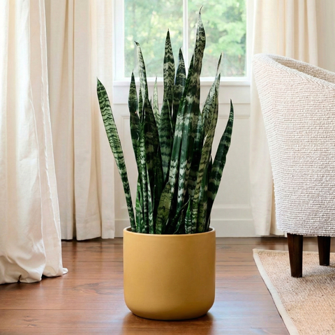 Snake Plant (Sansevieria Black Coral)