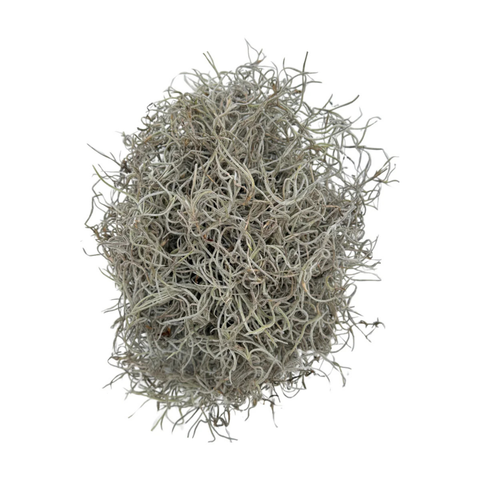 Premium Spanish Moss