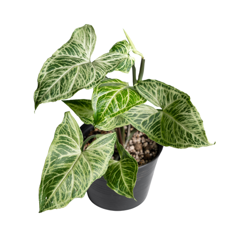 Syngonium 'Batik' Variegated