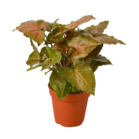Syngonium ‘Merry Maria’ (Arrowhead)