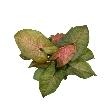 Syngonium ‘Merry Maria’ (Arrowhead)