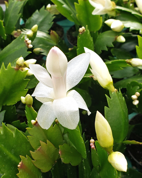 Thanksgiving Cactus (Schlumbergera truncata)