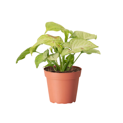 Confetti Syngonium (Syngonium podophyllum 'Confetti')