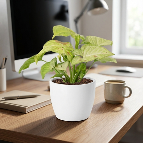 Confetti Syngonium (Syngonium podophyllum 'Confetti')