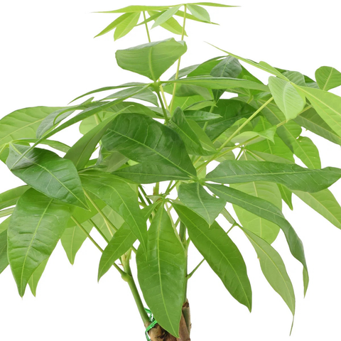 money tree name The Money Tree (Pachira aquatica)