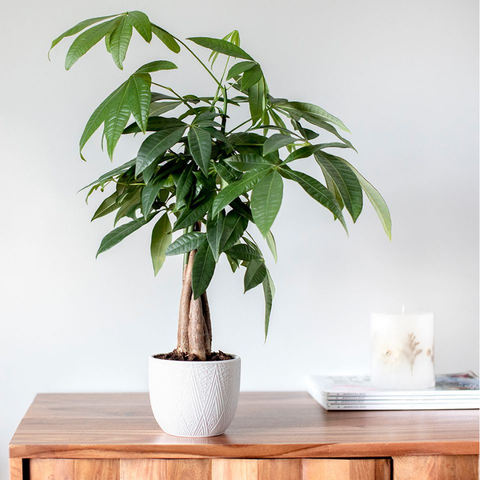 The Money Tree (Pachira aquatica)