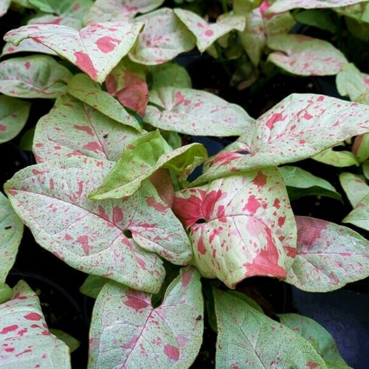 Confetti Syngonium (Arrowhead)