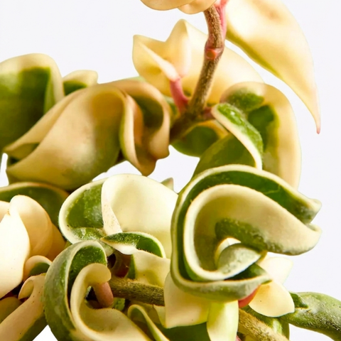 Variegated Hindu Rope (Hoya carnosa compacta variegata)