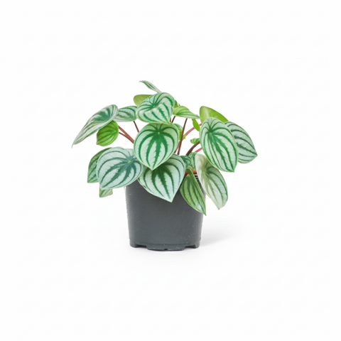 Watermelon Peperomia (Peperomia argyreia)