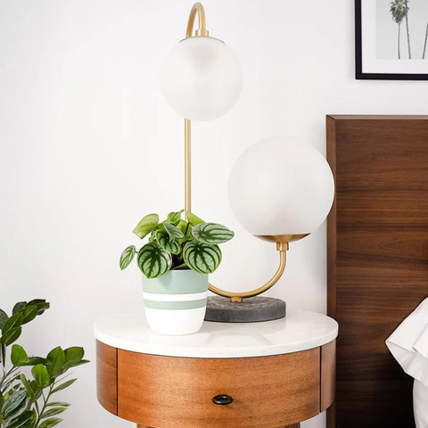 Watermelon Peperomia (Peperomia argyreia)