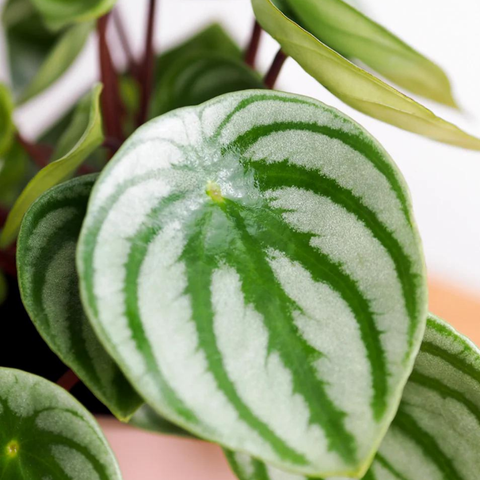 Watermelon Peperomia (Peperomia argyreia)