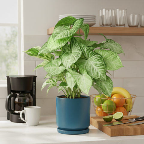 White Arrowhead Plant (Syngonium)