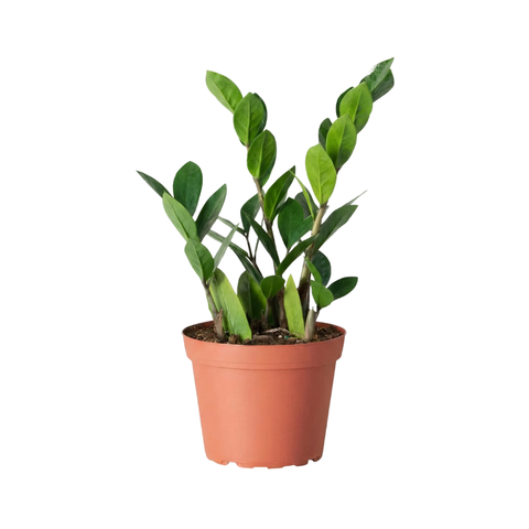 zz plant botanical name ZZ Plant (Zamioculcas zamiifolia)