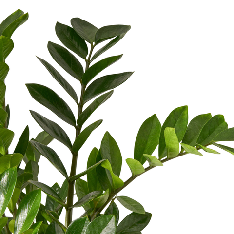 zz plant wikipedia ZZ Plant (Zamioculcas zamiifolia)