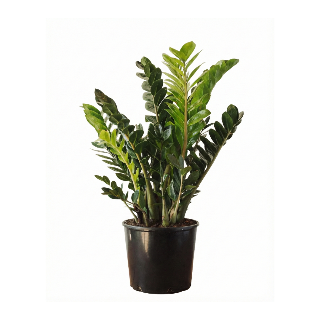zz plant wikipedia ZZ Plant (Zamioculcas zamiifolia)