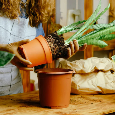 Virtual Class: Repot 101 (with Soil Kit)
