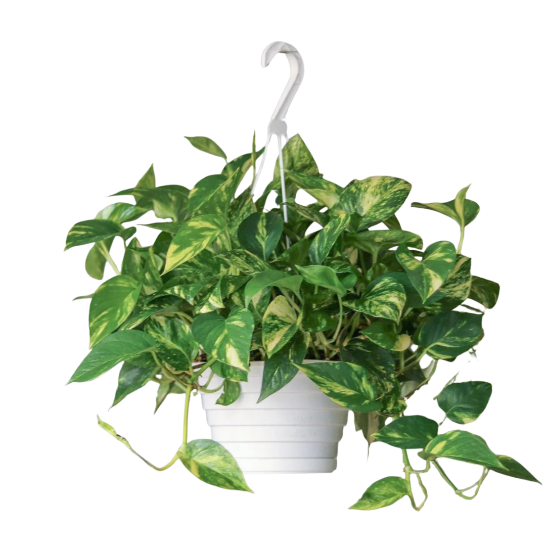 pothos golden hanging basket Golden Pothos