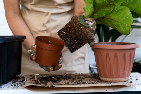 Refresh Your Plants with In-Store Repotting!