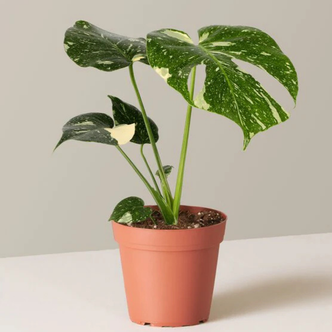 6" Monstera Thai Constellation