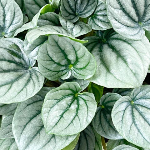 4" Peperomia ‘Frost’