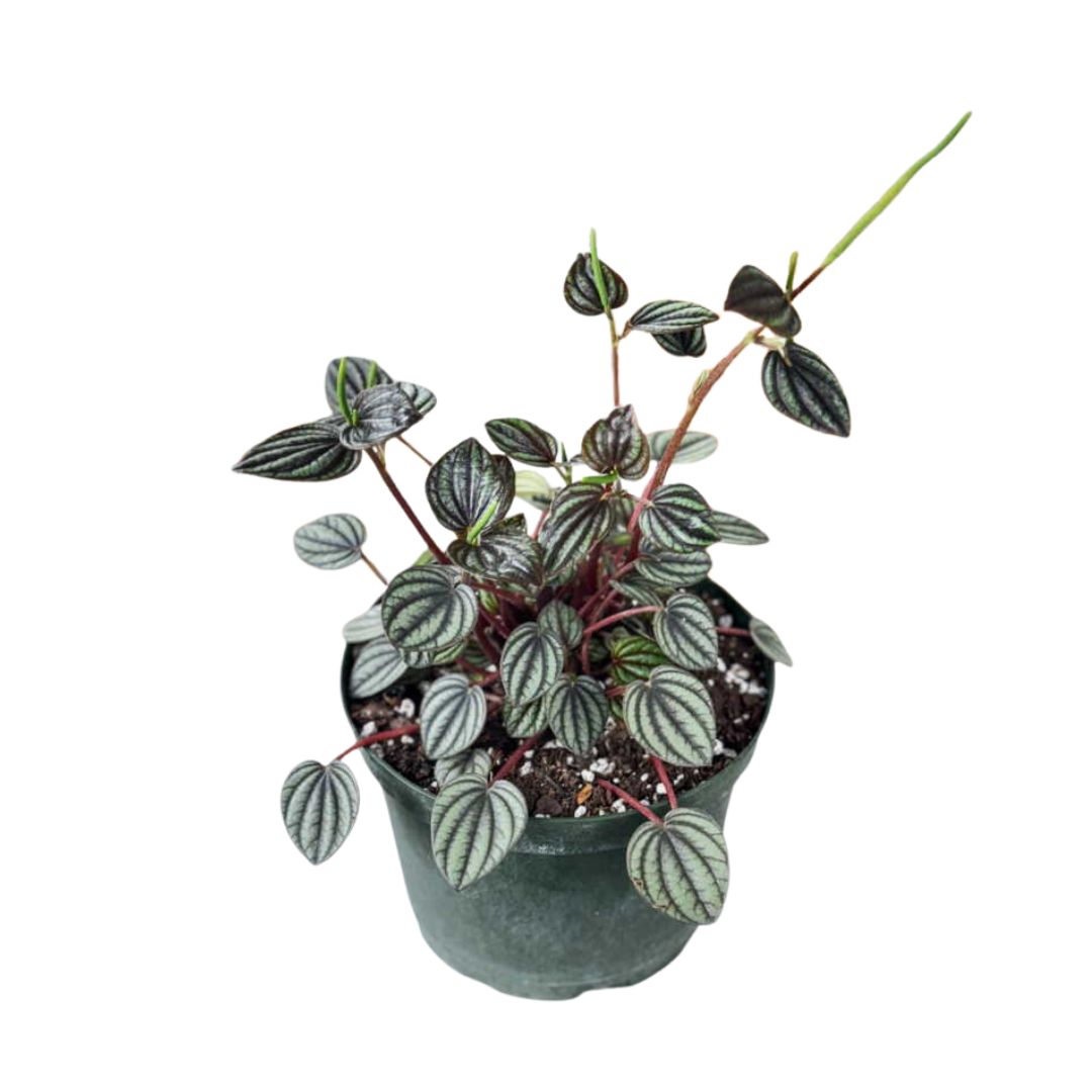 The Botanical Bar Peperomia Piccolo Banda