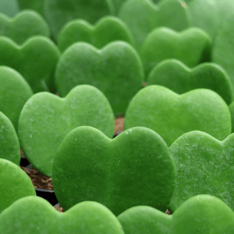 Hoya Sweetheart (Hoya kerrii) - The Botanical Bar