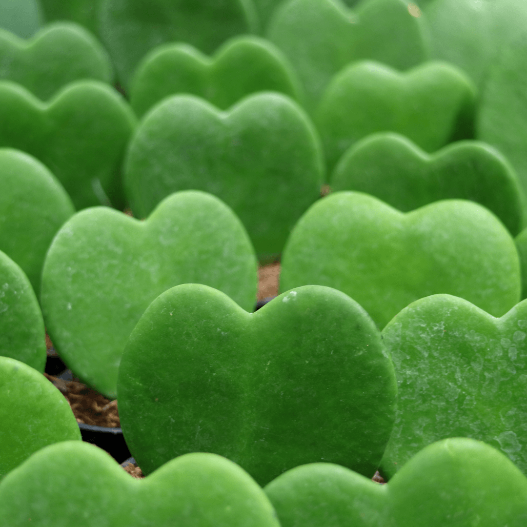 Hoya Sweetheart (Hoya kerrii) - The Botanical Bar
