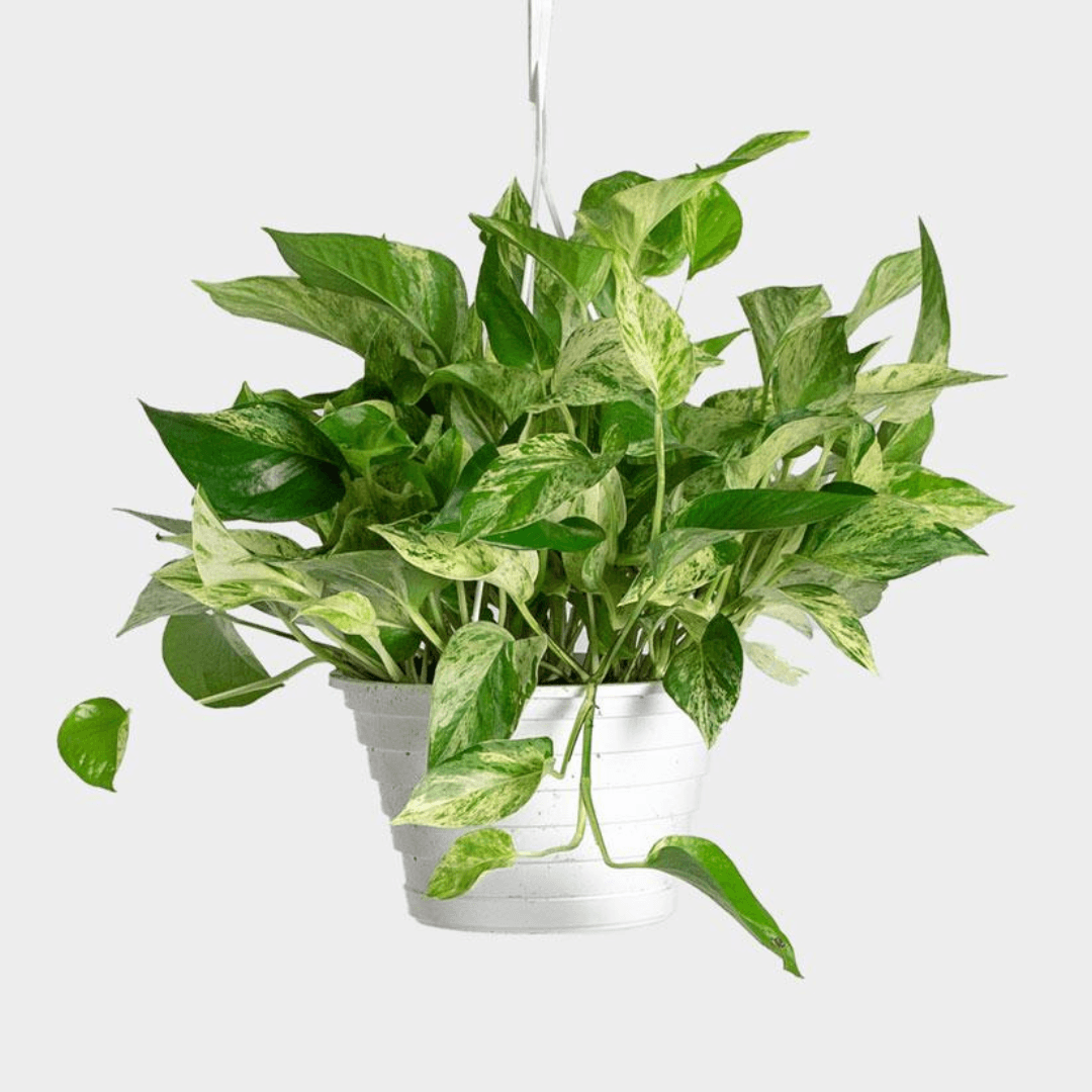 pothos marble queen entretien Marble Queen Pothos