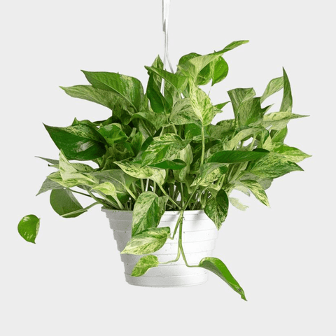 Marble Queen Pothos - The Botanical Bar